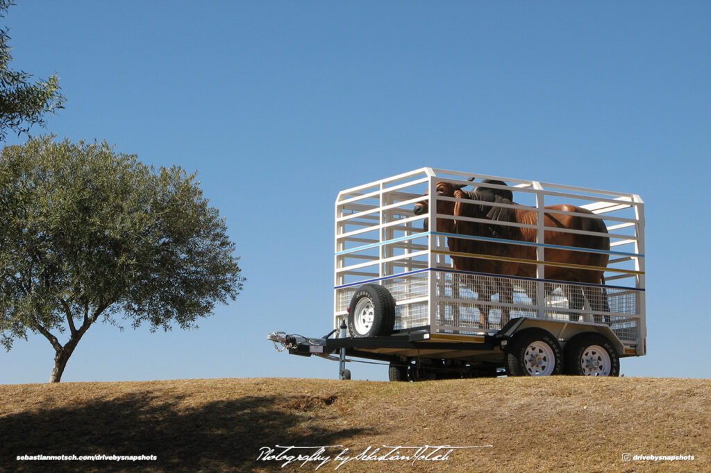 South Africa Bloemfontein Cattle Trailer Drive-by Snapshots by Sebastian Motsch