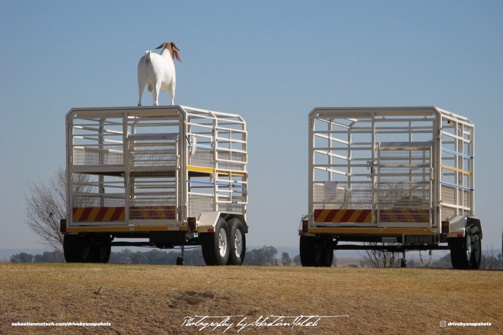 South Africa Bloemfontein Livestock Trailer Drive-by Snapshots by Sebastian Motsch