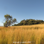 South Africa Highveld Laezonia | travel photography by Sebastian Motsch (2012)