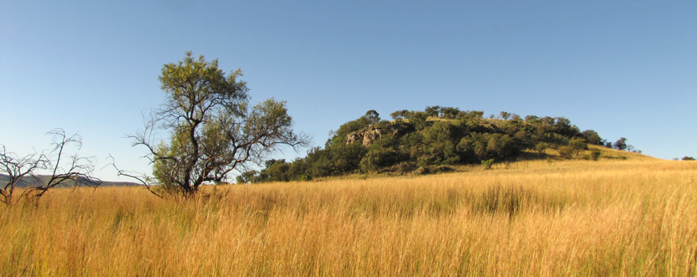 South Africa Highveld Laezonia | travel photography by Sebastian Motsch (2012)