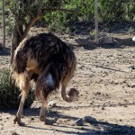 South Africa, Klein Karoo, Ostrich