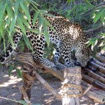 Cango Wildlife Park, Oudtshoorn, South Africa