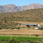 South Africa, Klein Karoo, Ostrich Farm