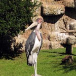 Cango Wildlife Park, Oudtshoorn, South Africa