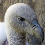 Cango Wildlife Park, Oudtshoorn, South Africa