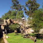 Cango Wildlife Park, Oudtshoorn, South Africa