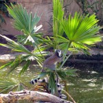 Cango Wildlife Park, Oudtshoorn, South Africa