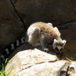 Cango Wildlife Park, Oudtshoorn, South Africa