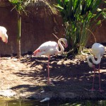 Cango Wildlife Park, Oudtshoorn, South Africa