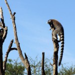 Cango Wildlife Park, Oudtshoorn, South Africa