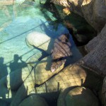 Cango Wildlife Park, Oudtshoorn, South Africa