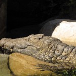 Cango Wildlife Park, Oudtshoorn, South Africa