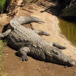 Cango Wildlife Park, Oudtshoorn, South Africa