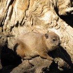 Cango Wildlife Park, Oudtshoorn, South Africa