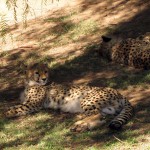 Cango Wildlife Park, Oudtshoorn, South Africa