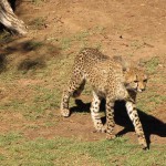 Cango Wildlife Park, Oudtshoorn, South Africa