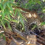 Cango Wildlife Park, Oudtshoorn, South Africa