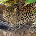 Cango Wildlife Park, Oudtshoorn, South Africa