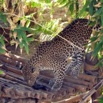 Cango Wildlife Park, Oudtshoorn, South Africa