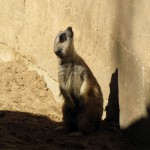 Cango Wildlife Park, Oudtshoorn, South Africa