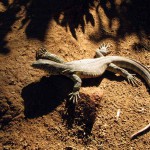 Cango Wildlife Park, Oudtshoorn, South Africa