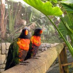 Cango Wildlife Park, Oudtshoorn, South Africa