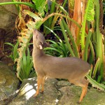 Cango Wildlife Park, Oudtshoorn, South Africa