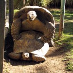 Cango Wildlife Park, Oudtshoorn, South Africa