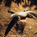 South Africa Lizard | photorpahy by Sebastian Motsch (2012)