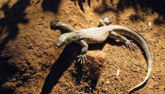 South Africa Lizard | photorpahy by Sebastian Motsch (2012)