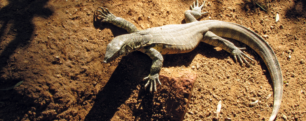 South Africa Lizard | photorpahy by Sebastian Motsch (2012)