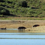 Buffelspoort Lodge Oudtshoorn South Africa