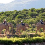 Buffelspoort Lodge Oudtshoorn South Africa