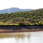 Buffelspoort Lodge Oudtshoorn South Africa