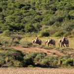 Buffelspoort Lodge Oudtshoorn South Africa