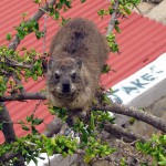 South Africa, Western Cape, Hermanus, Dassie