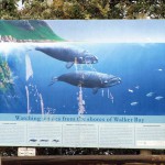 South Africa, Western Cape, Hermanus, Whale watching