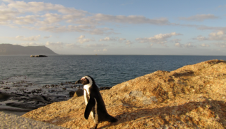 Capetown Penguin South Africa | photography by Sebastian Motsch (2012)