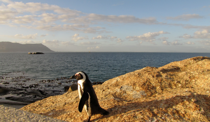 Capetown Penguin South Africa | photography by Sebastian Motsch (2012)