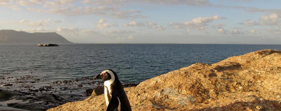 Capetown Penguin South Africa | photography by Sebastian Motsch (2012)