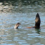 South Africa, Cape Town, Hout Bay, Tame Seals