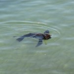 South Africa, Cape Town, Hout Bay, Tame Seals