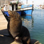 South Africa, Cape Town, Hout Bay, Tame Seal