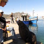 South Africa, Cape Town, Hout Bay, Tame Seal