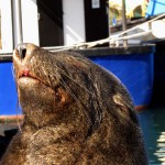 South Africa, Cape Town, Hout Bay, Tame Seal