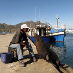 South Africa, Cape Town, Hout Bay, Tame Seal