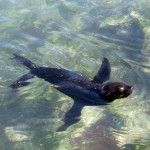 South Africa, Cape Town, Hout Bay, Seal