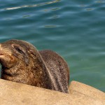 South Africa, Cape Town, Hout Bay, Tame Seal