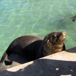 South Africa, Cape Town, Hout Bay, Tame Seal