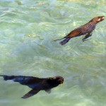 South Africa, Cape Town, Hout Bay, Seals